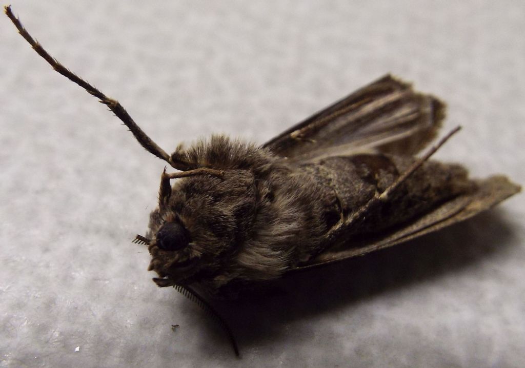 Falena...mummificata:  Agrotis ipsilon (Noctuidae)